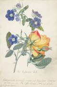 La rose autrichienne (Georg Dionysius Ehret) - Muzeo.com