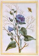 Le Grand Liseron Violet (Pierre-Joseph Buchoz) - Muzeo.com