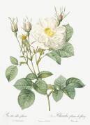 Leafy white rose of Fleury (Pierre Joseph Redouté) - Muzeo.com