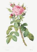 Lelier's Four Seasons rose (Pierre Joseph Redouté) - Muzeo.com