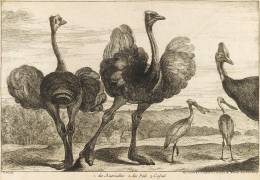 Les autruches, pals et casuels (Pieter Boel) - Muzeo.com