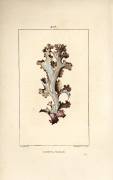 Lichen d'Islande (Pierre Jean Francois Turpin) - Muzeo.com