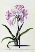 Lilio Narcissus (Georg Dionysius Ehret) - Muzeo.com