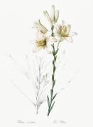 Lilium Candidum (Pierre Joseph Redouté) - Muzeo.com