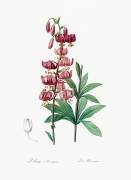 Lilium Martagon (Pierre Joseph Redouté) - Muzeo.com