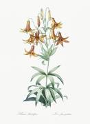 Lilium Penduliflorum (Pierre Joseph Redouté) - Muzeo.com