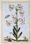 Lilium superbum (Pierre-Joseph Buchoz) - Muzeo.com