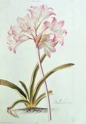 Lily: Lilium belladonna (Georg Dionysius Ehret) - Muzeo.com