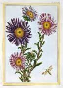 Livingstone Daisy Dorothanthus (Pierre-Joseph Buchoz) - Muzeo.com
