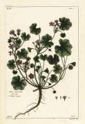 Low mallow or round-leaved mallow (Dupin) - Muzeo.com