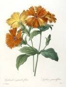 Lychnide a grandes fleurs (Pierre Joseph Redouté) - Muzeo.com