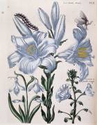 Lys (Maria Sibylla Graff Merian) - Muzeo.com