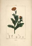 Marigold (Pierre Jean Francois Turpin) - Muzeo.com