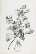 Marigold of the Gardens (Gérard van Spaendonck) - Muzeo.com