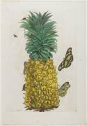 Mature Pineapple with Butterflies (Maria Sibylla Graff Merian) - Muzeo.com