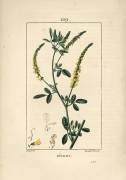 Melilot - Melilot trefoil (Pierre Jean Francois Turpin) - Muzeo.com