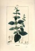 Melisse des jardins or melisse cultivated - Common balm (Pierre Jean Francois Turpin) - Muzeo.com