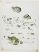 Metamorphosis of a Frog and Blue Flower (Maria Sibylla Graff Merian) - Muzeo.com