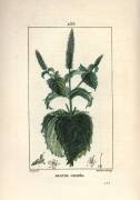 Mint crispee (Pierre Jean Francois Turpin) - Muzeo.com