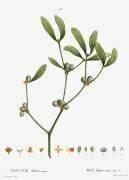 Mistletoe (Pierre Joseph Redouté) - Muzeo.com