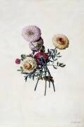 Mixed Ranunculas (Georg Dionysius Ehret) - Muzeo.com