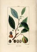 Muscadier (Pierre Jean Francois Turpin) - Muzeo.com