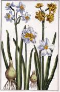 Narcisse - in “” Histoire générale des insects de Surinam et de toute l'Europe”” by Maria Sibylla de Merian (Maria Sibylla Graff Merian) - Muzeo.com