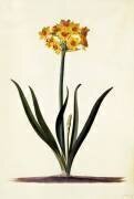 Narcissus (Georg Dionysius Ehret) - Muzeo.com