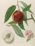 Nectarine: Neals Early Purple (William Hooker) - Muzeo.com