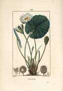 Nenuphar blanc (Pierre Jean Francois Turpin) - Muzeo.com
