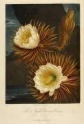 Night-blowing Cereus (Robert John Thornton) - Muzeo.com