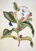 No.3055c Thorn apple (Maria Sibylla Graff Merian) - Muzeo.com