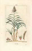 Noble cane - Sugar cane (Pierre Jean Francois Turpin) - Muzeo.com