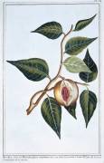Nutmeg (Pierre-Joseph Buchoz) - Muzeo.com
