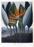 Oiseau de paradis – Strelitzia reginae (Peter Henderson) - Muzeo.com