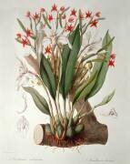 Orchid (John Lindley) - Muzeo.com