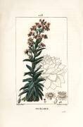 Orpin - Common houseleek (Pierre Jean Francois Turpin) - Muzeo.com
