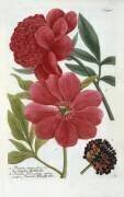 Paeonia from Johann Wilhelm Weinmann's Phytanthoza Iconographia (Georg Dionysius Ehret) - Muzeo.com