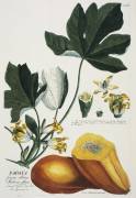 Papaya (Georg Dionysius Ehret) - Muzeo.com