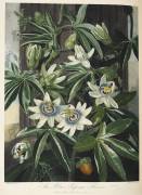 Passiflora caerulea (Robert John Thornton) - Muzeo.com