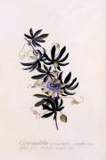 Passiflora 