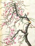 Peach blossom (Chinese School) - Muzeo.com
