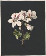 Pelargonium album bicolor (M. de Gijselaar) - Muzeo.com