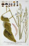 Phalangium from Johann Wilhelm Weinmann's Phytanthoza Iconographia (Georg Dionysius Ehret) - Muzeo.com
