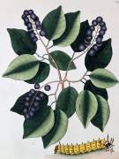 Pigeon Plum and a Great Horned Catterpillar (Mark Catesby) - Muzeo.com