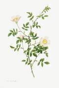 Pink hedge rose (Pierre Joseph Redouté) - Muzeo.com