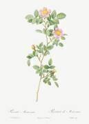 Pink rose (Pierre Joseph Redouté) - Muzeo.com