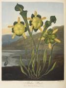 Pitcher plant (Robert John Thornton) - Muzeo.com