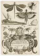 Planche d'insectes (Henry Le Roy) - Muzeo.com