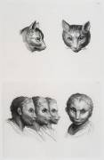Planches 18 a et 18 b : deux têtes de chats et trois têtes d'hommes en relation avec le chats (Charles Le Brun) - Muzeo.com